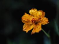 單片機(jī)燒寫(xiě)失敗怎么辦-路由網(wǎng)